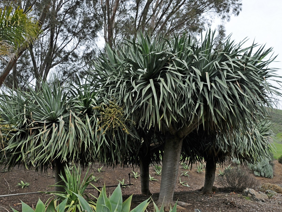 Изображение особи Dracaena draco.