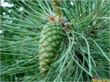 Pinus pallasiana. Часть ветви с молодой шишкой. Украина, Николаевская обл., Витовский р-н, окр. села Святомыколаевка, Ташкентский лес. 10.12.2017.