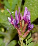 Astragalus callichrous. Соцветие. Израиль, Самарийская пустыня, граница с долиной р. Иордан, южнее поселения Сдемот Мекола. 16.03.2017.