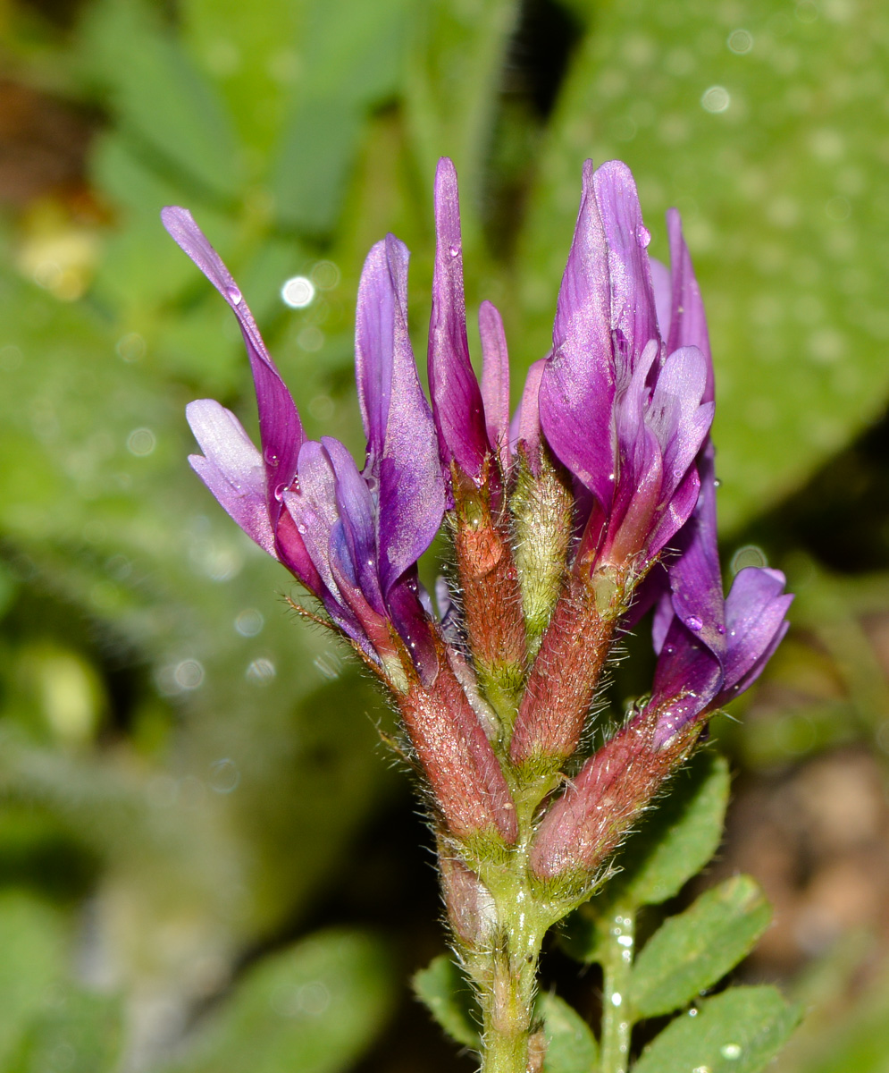 Изображение особи Astragalus callichrous.