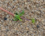 Potentilla anserina