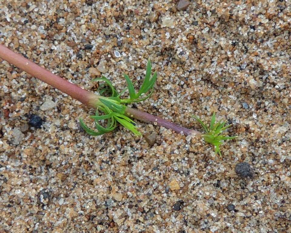 Изображение особи Potentilla anserina.