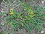 Astragalus polyphyllus