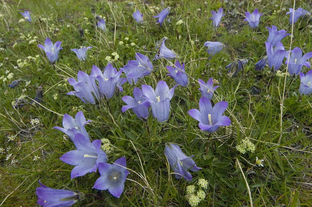 Изображение особи Campanula biebersteiniana.