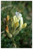 Astragalus zingeri