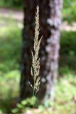 Calamagrostis arundinacea. Соцветие. Беларусь, Минская обл., Дзержинский р-н, Негорельский сельский совет, недалеко от остановочного пункта Асино, поляна в смешанном лесу. 15.07.2017.