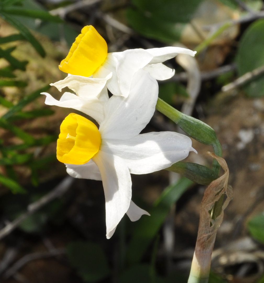 Image of Narcissus tazetta specimen.