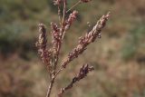 Suaeda linifolia