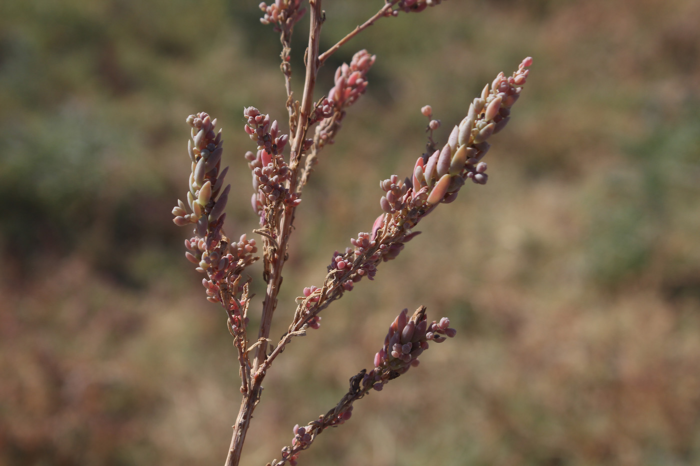 Image of Suaeda linifolia specimen.