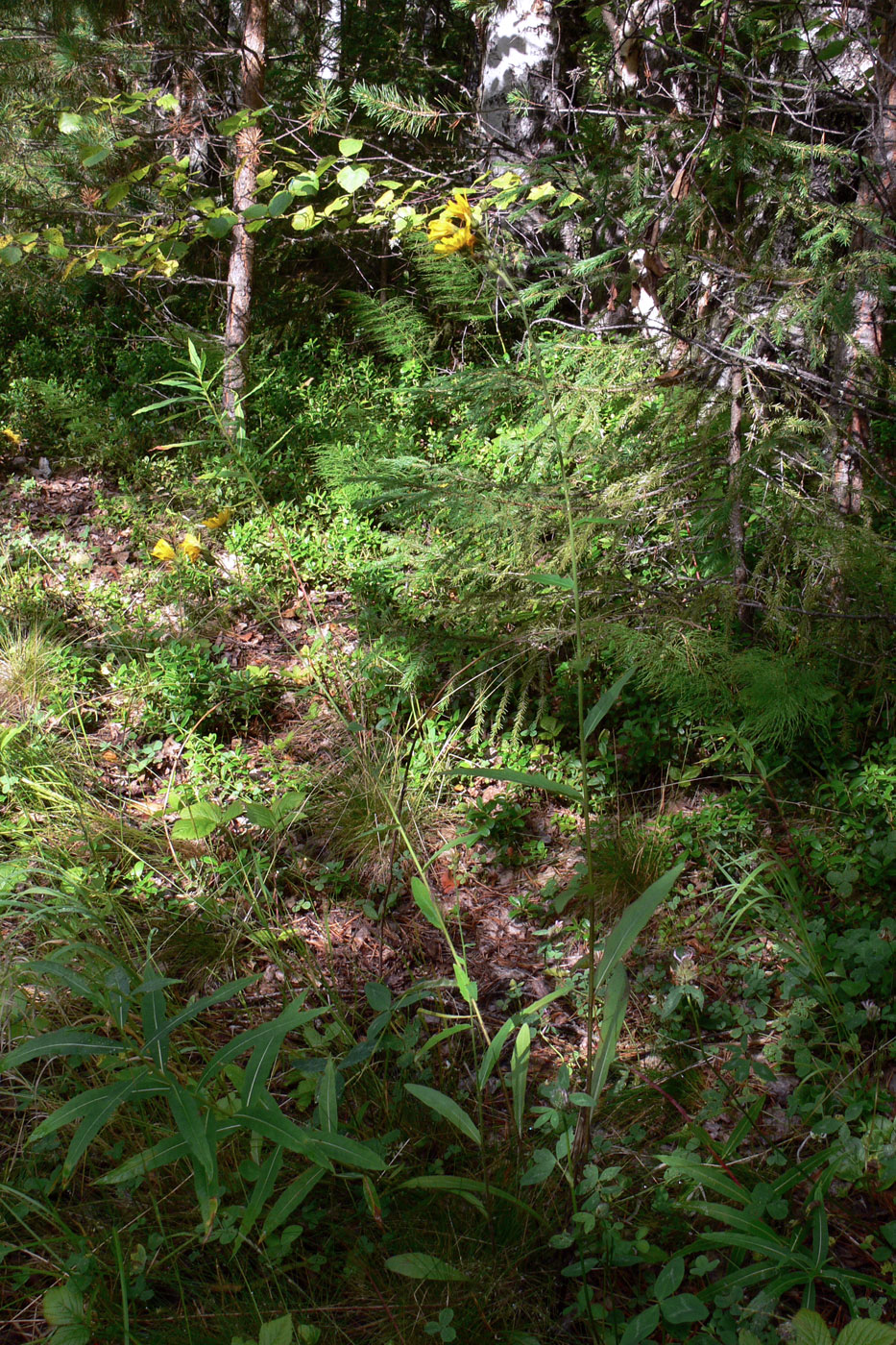 Image of genus Hieracium specimen.