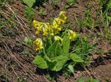 Primula macrocalyx. Цветущее растение. Адыгея, плато Лагонаки, ≈ 1900 м н.у.м., вблизи снежника. 04.07.2017.