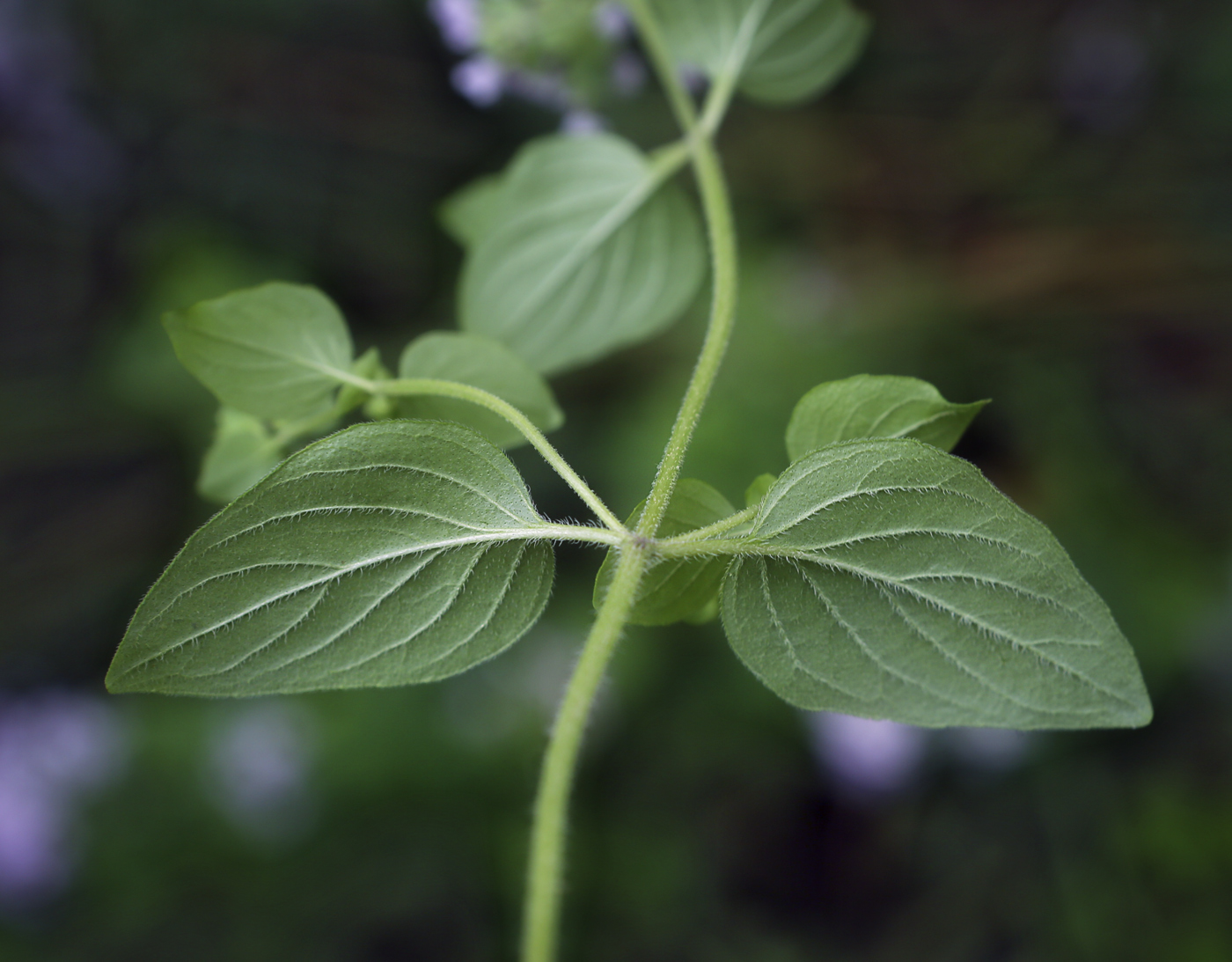 Изображение особи Origanum vulgare.