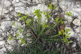 Euphorbia petrophila