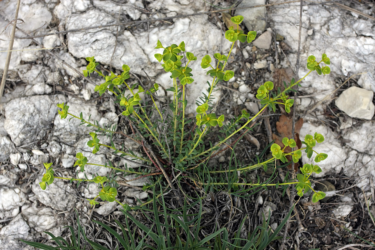 Изображение особи Euphorbia petrophila.