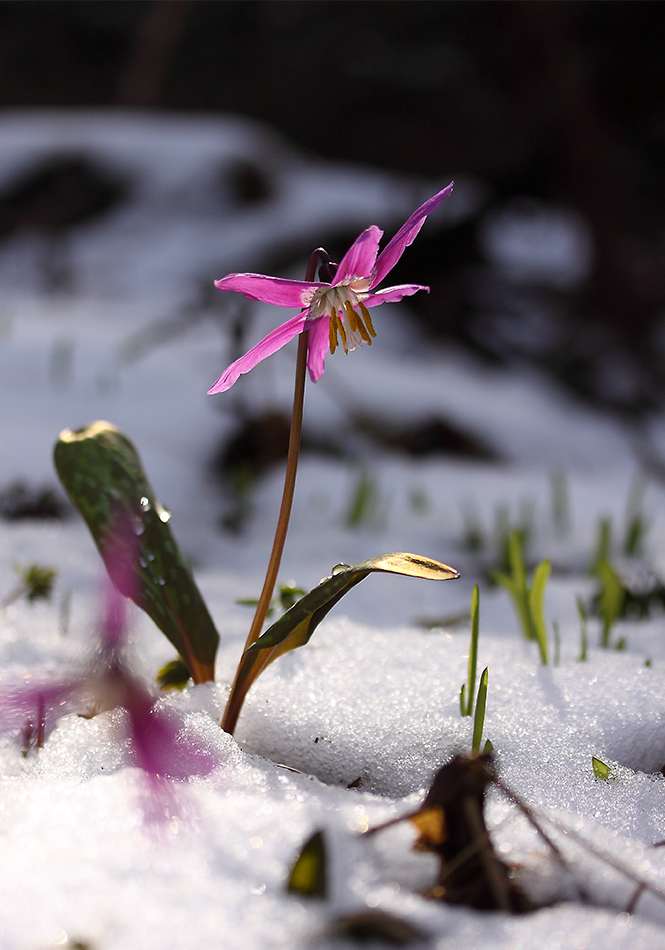 Изображение особи Erythronium sibiricum.