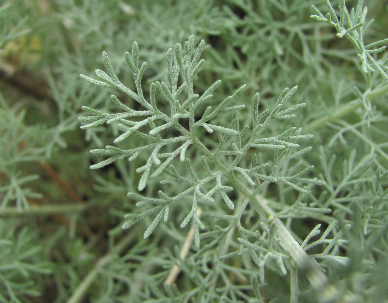 Image of genus Artemisia specimen.