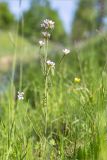 Cardamine pratensis