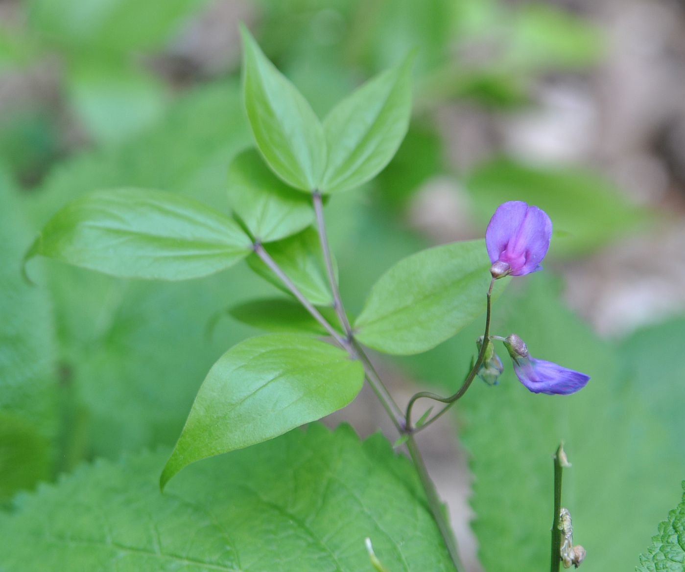 Image of Lathyrus vernus specimen.