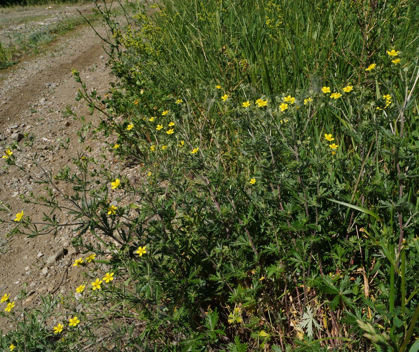 Image of Potentilla canescens specimen.