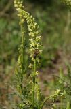 Reseda lutea