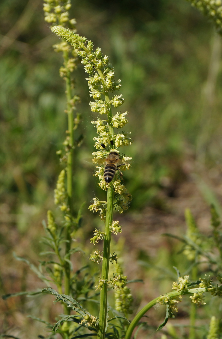 Image of Reseda lutea specimen.