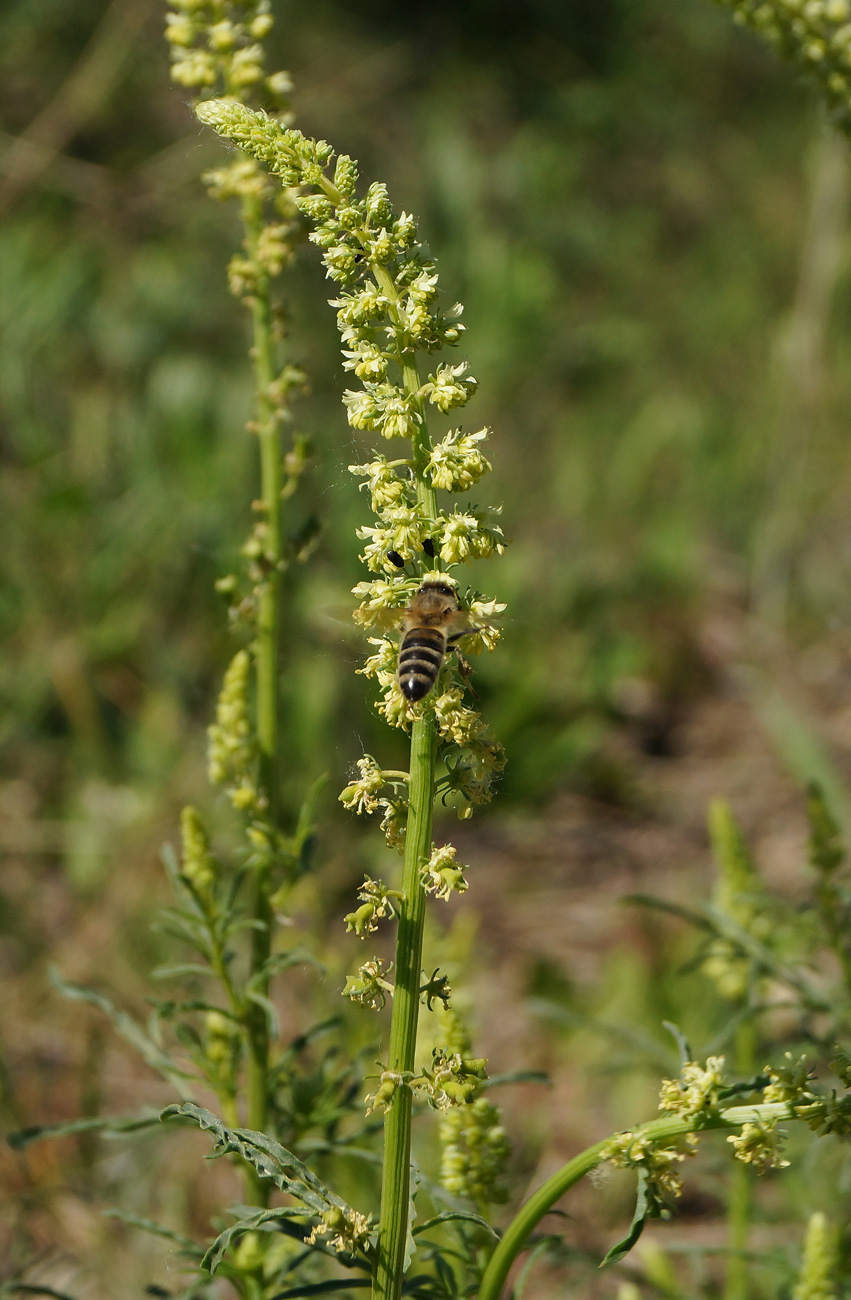 Изображение особи Reseda lutea.