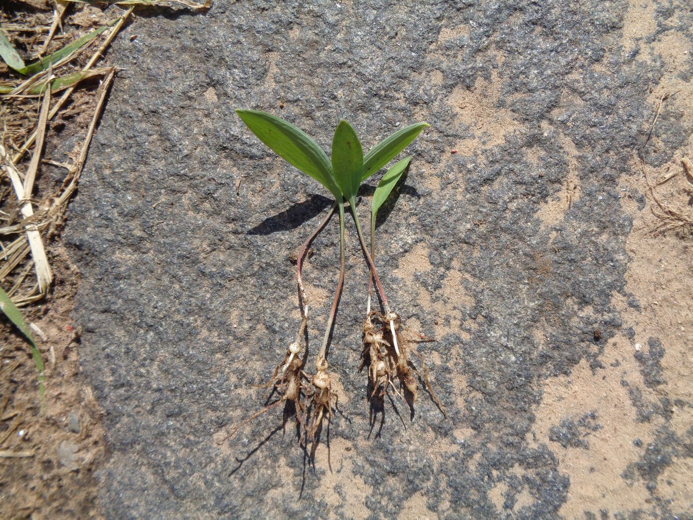 Изображение особи Polygonatum odoratum.