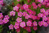 Saxifraga &times; arendsii