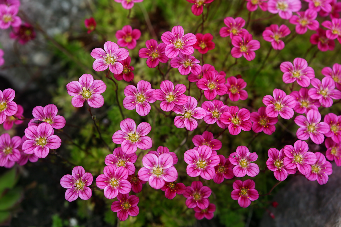 Изображение особи Saxifraga &times; arendsii.