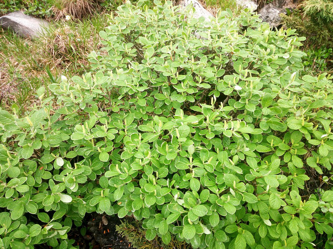 Image of Salix vestita specimen.