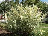 Arundo donax