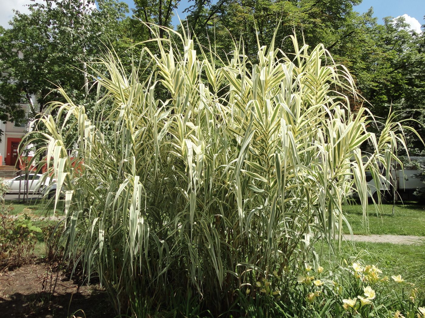 Image of Arundo donax specimen.