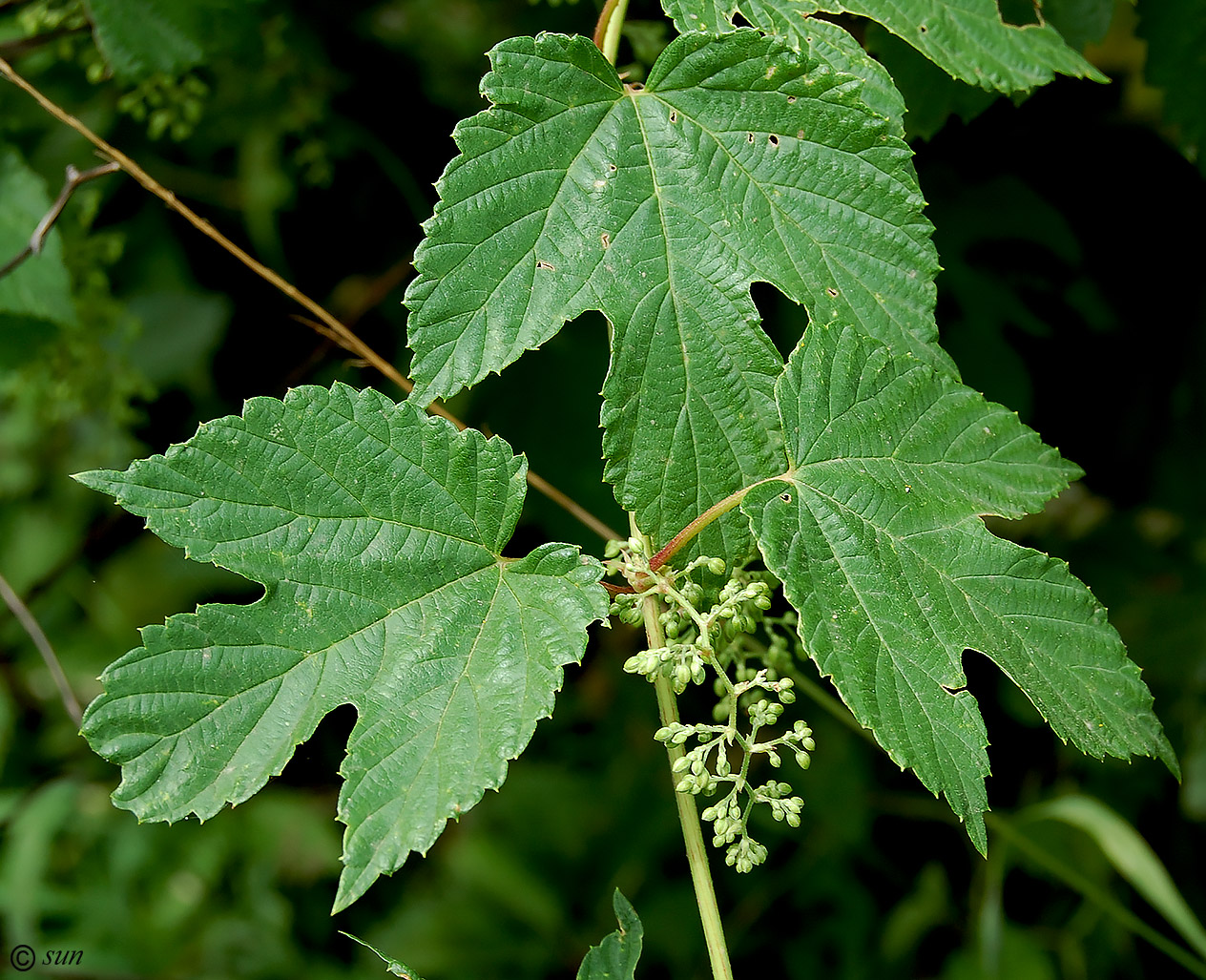 Изображение особи Humulus lupulus.