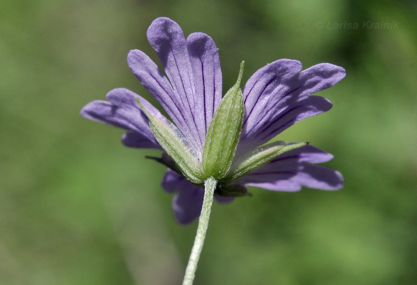 Изображение особи Geranium dahuricum.