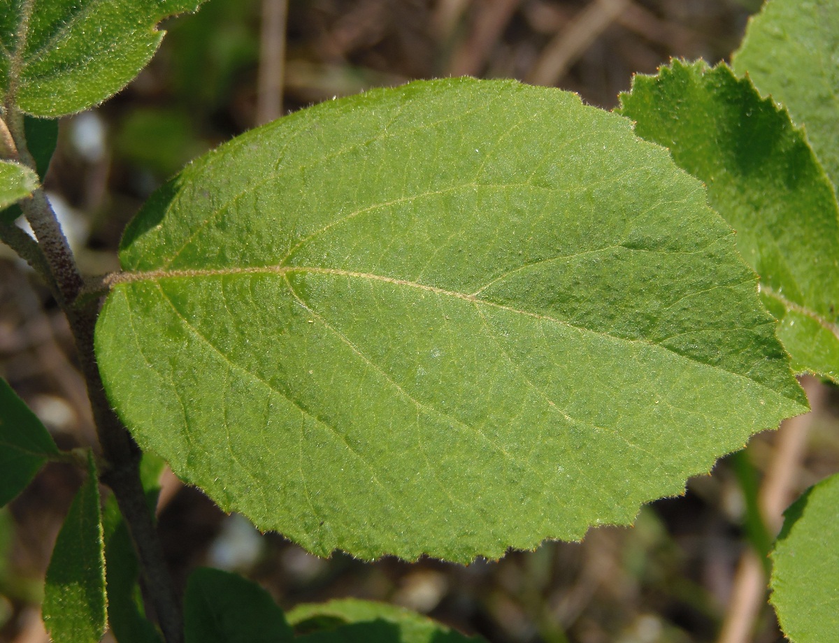 Изображение особи род Viburnum.