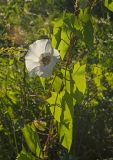 Calystegia sepium