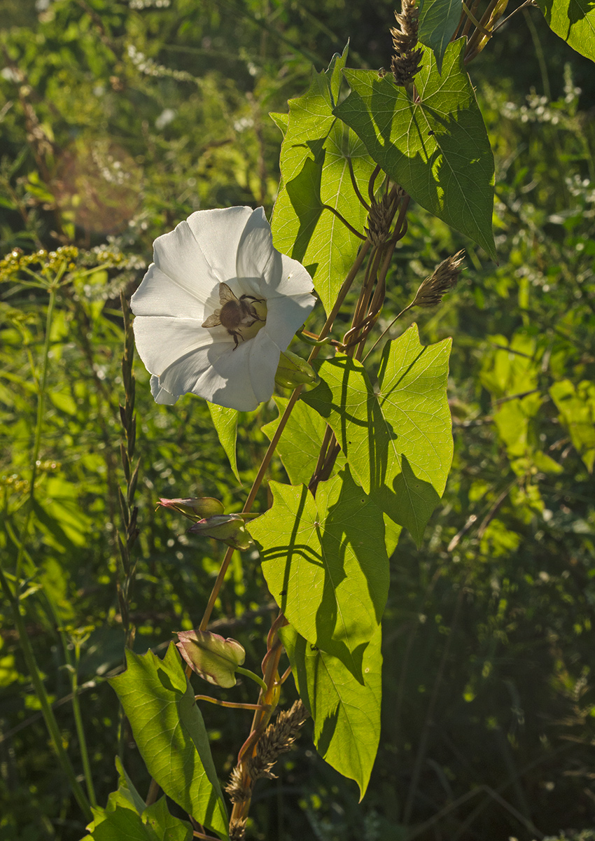 Image of Calystegia sepium specimen.