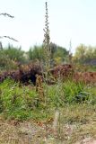 Artemisia vulgaris
