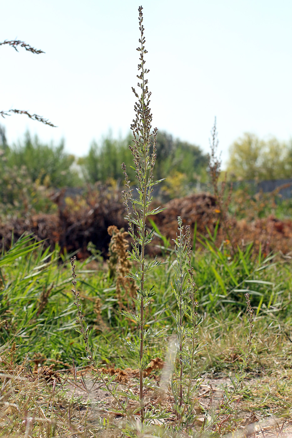 Изображение особи Artemisia vulgaris.