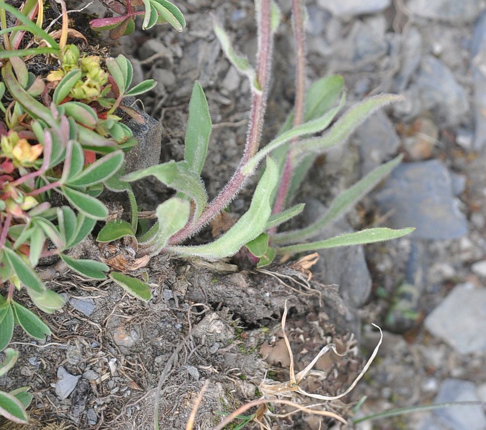 Изображение особи Erigeron venustus.