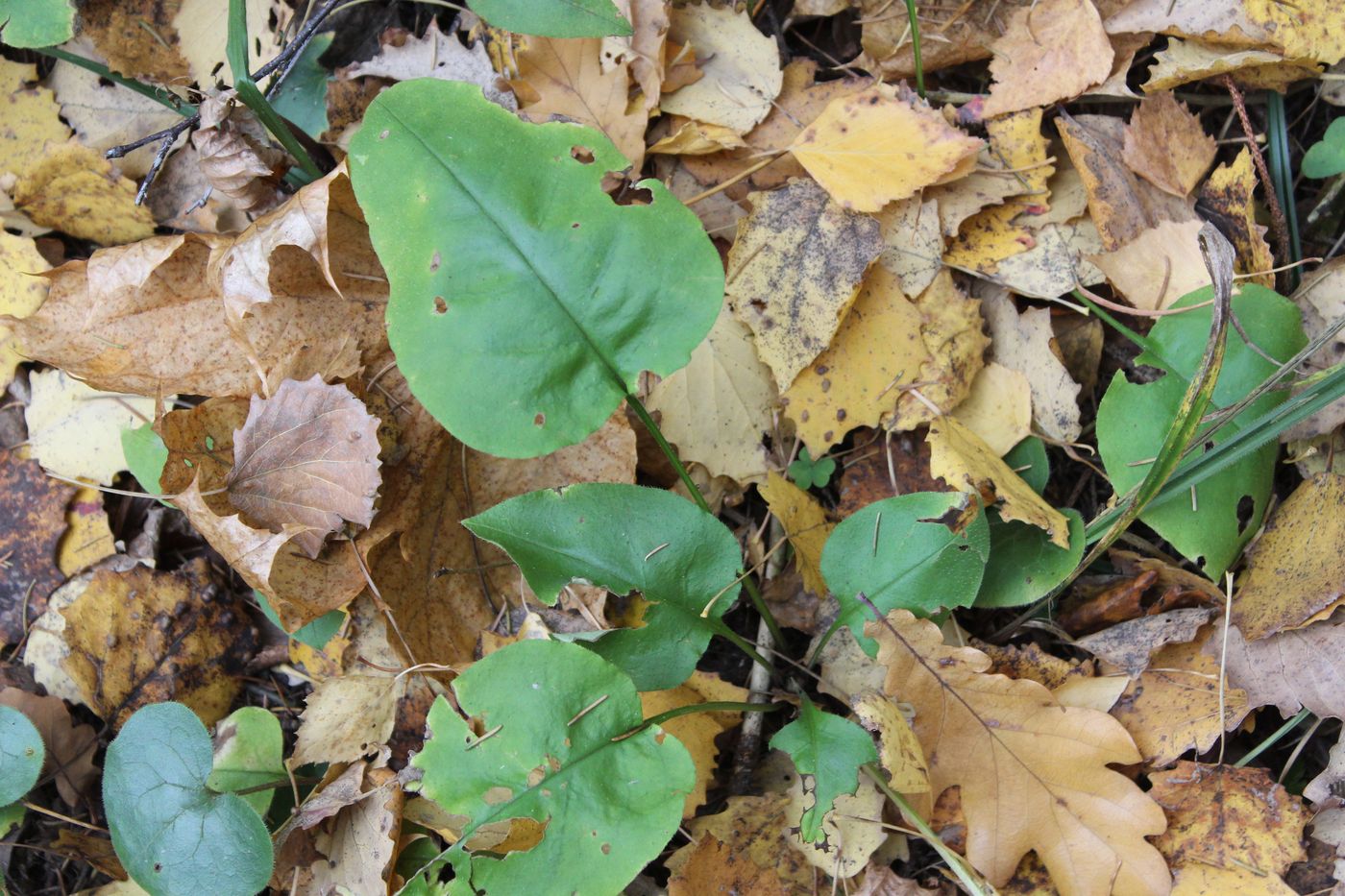 Image of Pulmonaria obscura specimen.