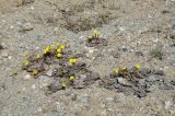 Tussilago farfara