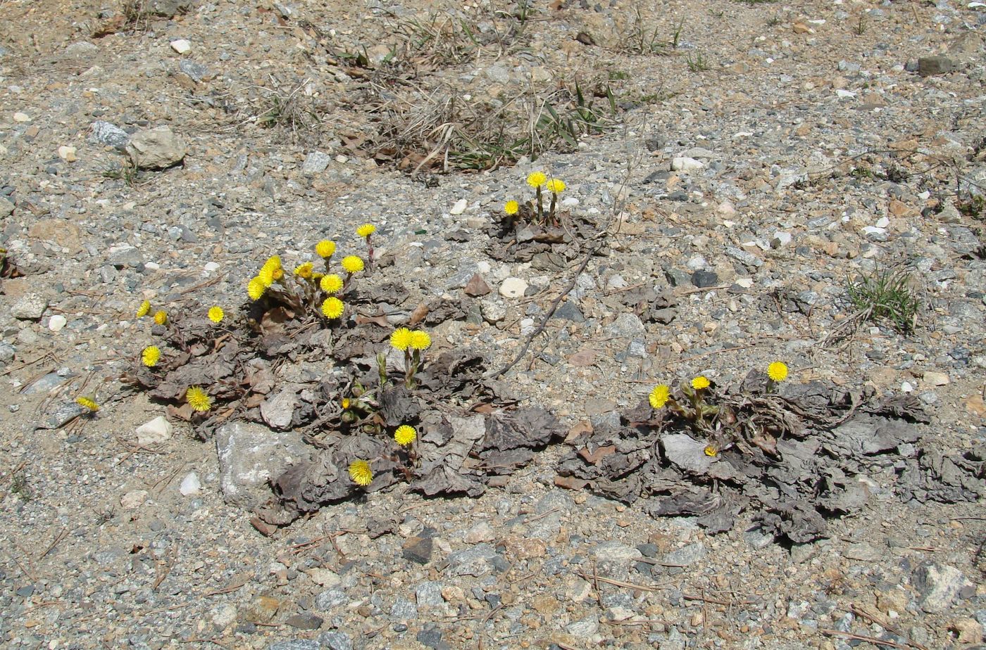 Image of Tussilago farfara specimen.