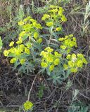 Euphorbia seguieriana