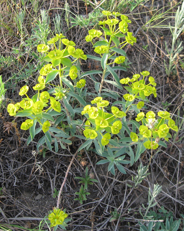 Изображение особи Euphorbia seguieriana.