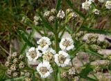 Achillea alpina