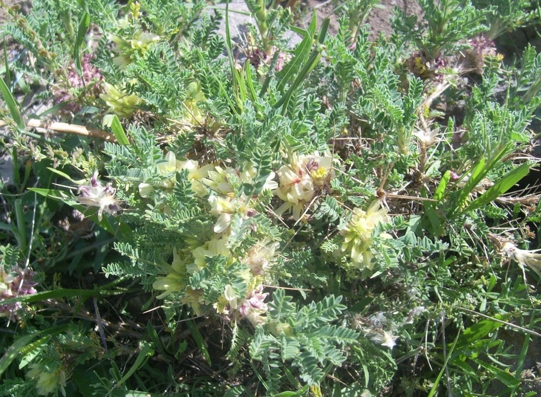 Изображение особи Astragalus aureus.