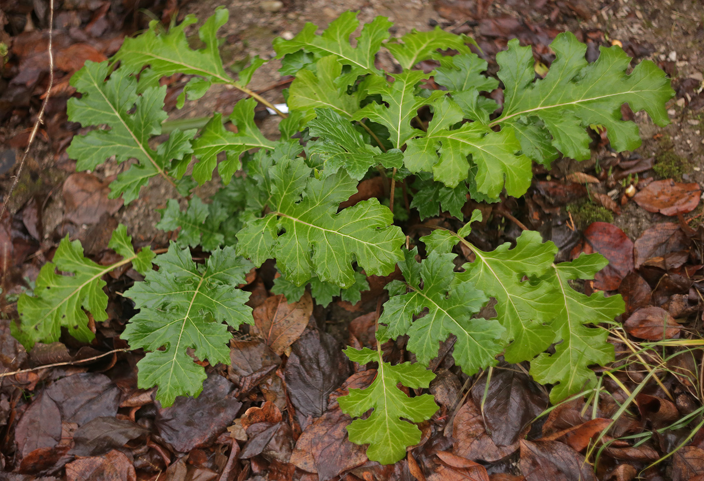 Image of Acanthus mollis specimen.