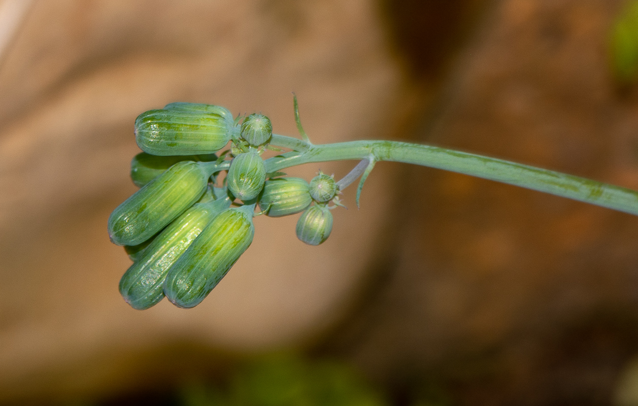 Изображение особи Kleinia articulata.