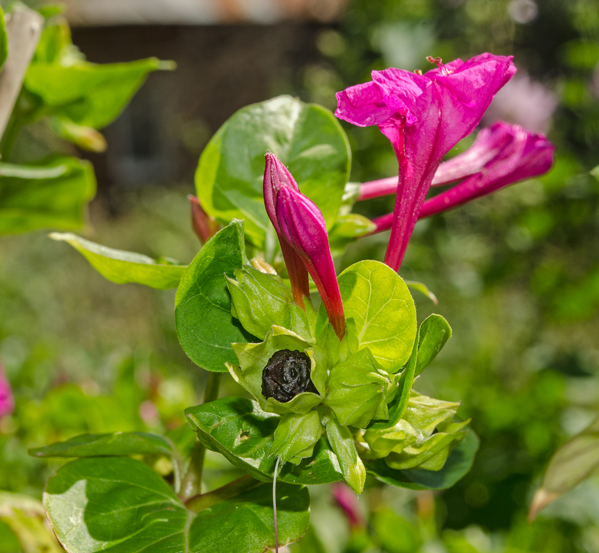 Изображение особи Mirabilis jalapa.